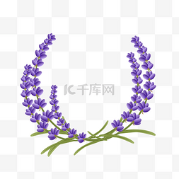 花薰衣草图片_薰衣草草原花园春天植物春季赏花