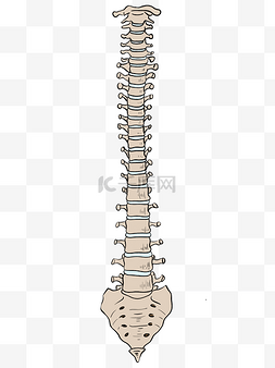 螳螂结构图片_脊柱人体结构