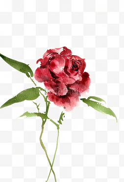紫红色花朵图片_紫红色的玫瑰
