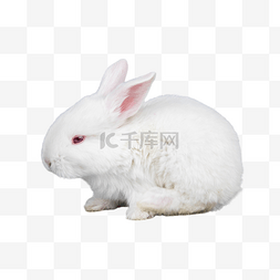 动物图片_白色小动物兔子