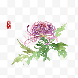 盛开的花朵中图片_水彩画盛开的菊花