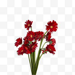 一束红色非洲菊