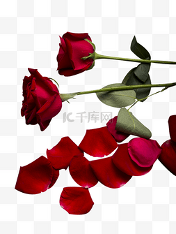 情人节红玫瑰