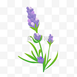 紫色的花朵图片图片_紫色的花朵