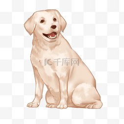 狗狗金毛图片_坐着的狗狗的插画