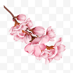 手绘樱花图片_一簇开放的粉色樱花和花苞