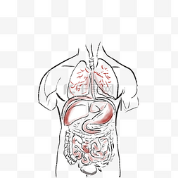 线描人体内脏心肝肺