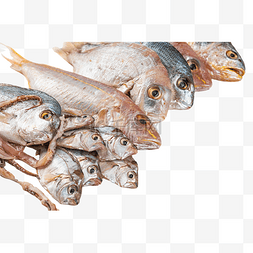 鲷鱼红杉鱼金线鱼多春鱼海鲜水产