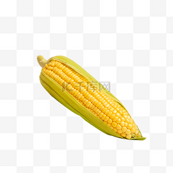 黄色粮食图片_农产品室内玉米