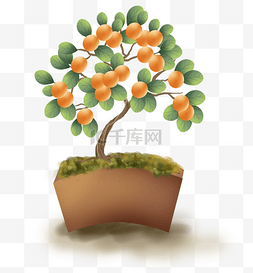 橘树叶图片_传统中国风金钱橘盆栽