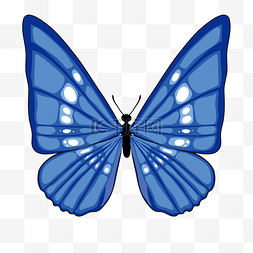 好看的蝴蝶图片_一只蓝色蝴蝶