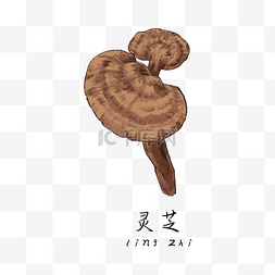 手绘彩色中药灵芝装饰画