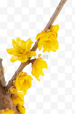 腊梅黄色梅花植物