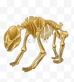 动物骨骼骨架