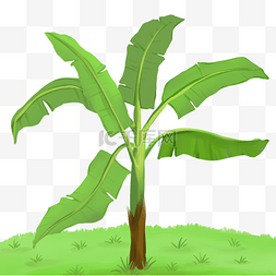 中国风刺绣海报图片_植物香蕉树热带植物