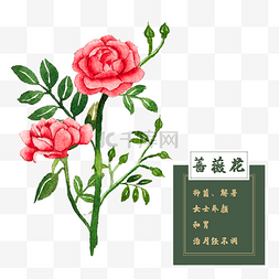 蔷薇花玫瑰花类中草药水彩花卉植