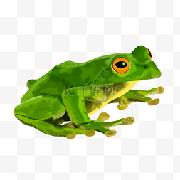 绿色的青蛙图片_绿色的青蛙