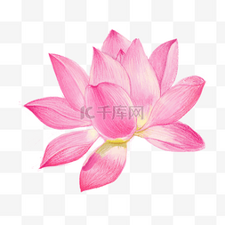 绽放的粉色花瓣图片_一朵绽放的荷花莲花