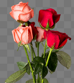 玫瑰情人节图片_520玫瑰花束