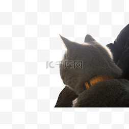 卖萌猫图片_主人怀里的猫咪