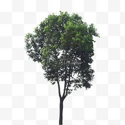 植物图片_一颗绿色的树