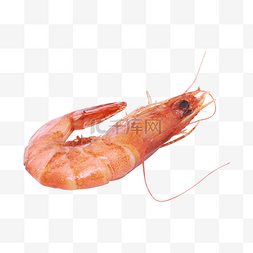 基围虾火锅图片_红色鲜虾