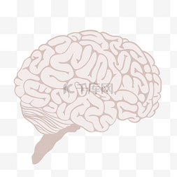 大脑插画图片_人体大脑装饰插画