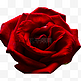 红玫瑰玫瑰花