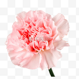 女神节粉色康乃馨花朵