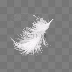 白色飞舞羽毛