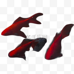 红色年年有余图片_红色的小鱼三只游来游去