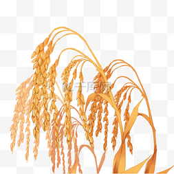成熟稻子稻穗