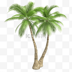 树图片_高大的椰子树