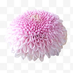 紫色乒乓菊