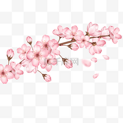 一枝开放的粉色樱花和花苞