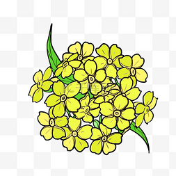 黄色油菜花鲜花
