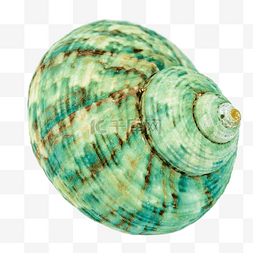 海洋海螺