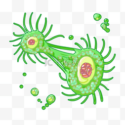分裂绿色细菌