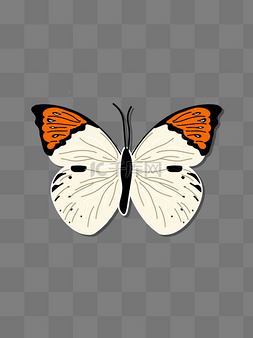 蝴蝶标本图片_橙黄间白蝴蝶标本扁平矢量图
