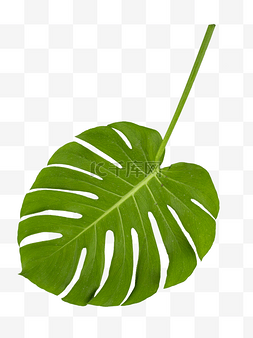 绿色植物龟背竹