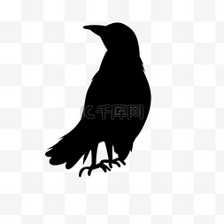 黑色动物乌鸦