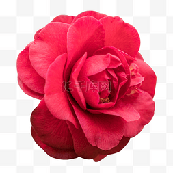 红色的花特写图片_红色的玫瑰花免抠图