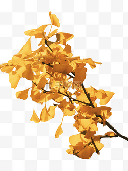 秋天枫叶黄叶植物