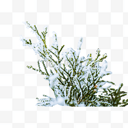 雪花图片_落满雪花的柏树枝