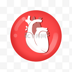 五脏六腑经络图片_人体最重要的器官心脏
