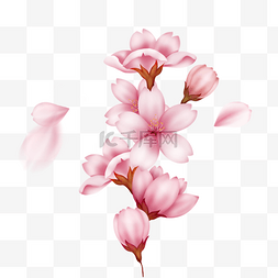 一簇盛开的粉色樱花和樱花花苞