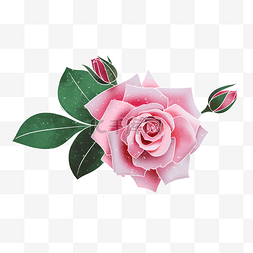 春季水彩植物粉色玫瑰花