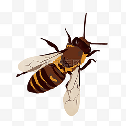 昆虫虫子蜜蜂