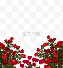 玫瑰展板图片_情人节玫瑰边框