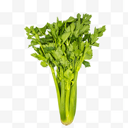 绿色芹菜蔬菜食物